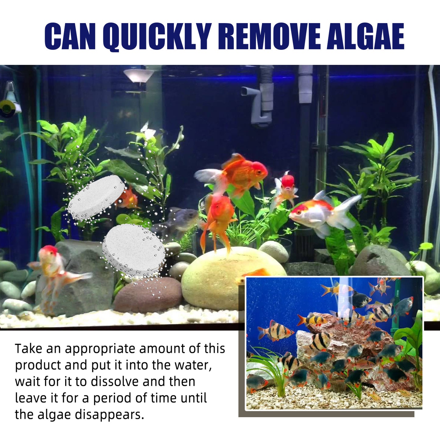 Algae And Moss Removers For Aquarium Cleaning